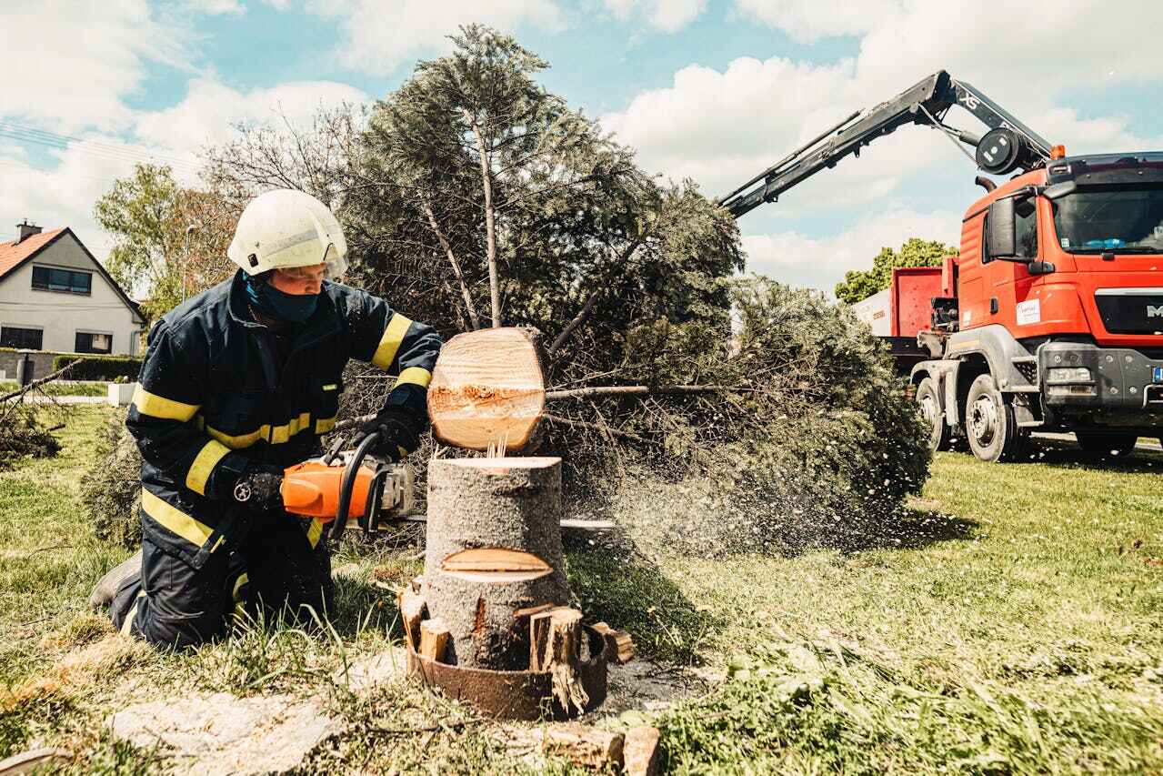 Best Arborist Services Near Me  in USA